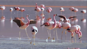 Çelebibağ Flamingo Alanı koruma altında