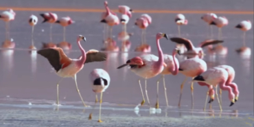 Çelebibağ Flamingo Alanı koruma altında