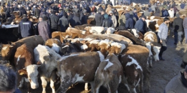 Kars'ta hayvancılık durma noktasında