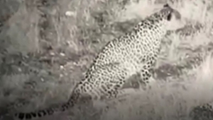 Nesli tükenmekte olan leopar, ilk defa yakından görüntülendi