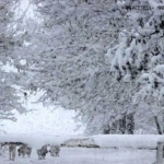 Kar yağışının etkili olduğu kentte okullar tatil edildi