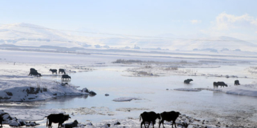 Çaldıran'da Mandalar, eksi 10 derece soğukta, göl tabanındaki yosunlarla besleniyor
