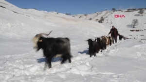 Koyunların zorlu kar yolculuğu görüntülendi