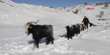 Koyunların zorlu kar yolculuğu görüntülendi - Koyunlarin zorlu kar yolculugu goruntulendi