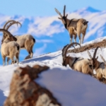 Van’da Pagan Dağı’na renk katan Dağ Keçileri