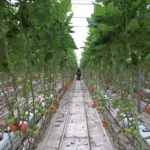 Van’da eksi 40 derecede termalle domates üretimi