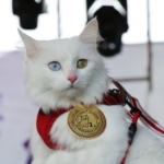 Van Kedisi podyuma çıktı: Mia en güzel kedi seçildi
