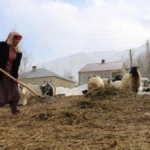 Hakkarili 3 çocuk annesi Fidan, beslediği koyunlar ile ailesini geçindiriyor