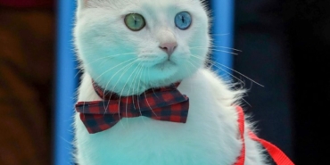 Van’ın en güzel Kedisi seçilecek - van kedisi e1646905763829