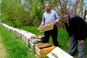 Honey will no longer be produced on the slopes of mount Artos! - Aricilik