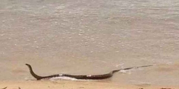 Van Gölü’nde yılan alarmı - van golu yilan alarmi
