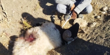 Van’da kurt sürüye saldırdı: 28 koyun telef oldu - koyun saldiri e1664865804789