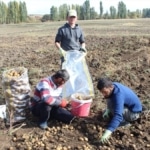 Kars’taki çiftçilerin kar yağışı öncesi patates hasadı sürüyor