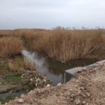 Van Gölü kıyısındaki sazlıklar tahrip edildi: Van Barosu belediyeye başvuruda bulundu