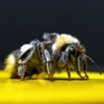 Verimi arttıran ‘bombus arıları’ Van’da yetiştirilmeye başlandı