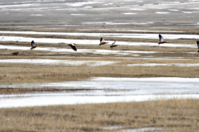 Kars'a göçmen kuşlar gelmeye başladı