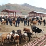 Ağrı’nın ardından Kars’ta da hayvan pazarı kapatıldı
