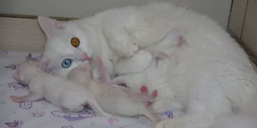 ‘Van Kedi Villası’nda 3 kedi 11 yavru doğurdu - van kedisi1