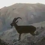 Van’da ‘yaban keçileri’ görüntülendi