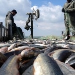 Van Gölü çekilmesi ciddi boyutlara ulaştı: Balıkçılar zor durumda!