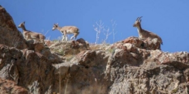 Yaban keçileri katleden iki kişiye para cezası - yaban kecisi avlayana ceza