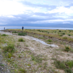 Van Gölü’nün debisi düştü: İnci Kefali göçü zorlaştı