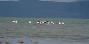 flamingo-van-havzasi-goc-4-1140x570