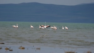 flamingo-van-havzası-göç (4)