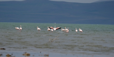 Flamingolar, Van Gölü Havzasına dönmeye başladı - flamingo van havzasi goc 4