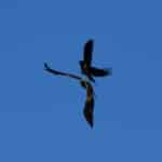 Van Gölü çekilmesi binlerce kuş türünü olumsuz etkiledi