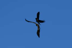 Van Gölü Havzası'ndaki kuraklık göçmen kuşların yaşam alanlarını daraltıyor