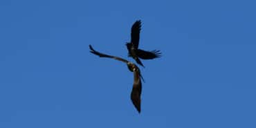 Van Gölü çekilmesi binlerce kuş türünü olumsuz etkiledi - AA 20230614 31423962 31423952 VAN GOLU HAVZASINDAKI KURAKLIK GOCMEN KUSLARIN YASAM ALANLARINI DARALTIYOR