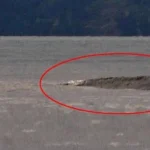 ‘Van Gölü Canavarı’nı görüntüleyen gazeteci: 3 canavar var!