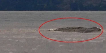 ‘Van Gölü Canavarı’nı görüntüleyen gazeteci: 3 canavar var! - van golu canavari2