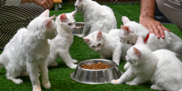 Van Kedi Villası'nda her sene 100 sevimli pati sahiplendiriliyor