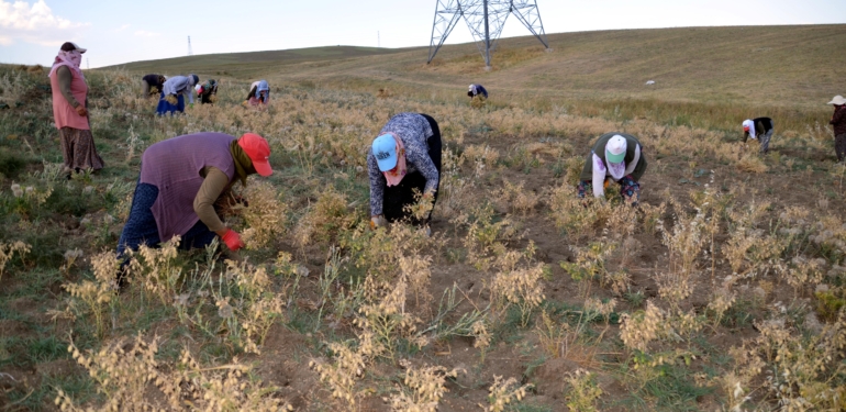 Tarım makinelerinin giremediği tarlalardaki nohutları kadın işçiler topluyor