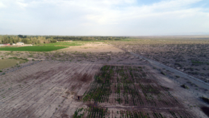 Rüzgar erozyonu yaşanan topraklar tarımsal üretimle korunuyor