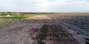 Rüzgar erozyonu yaşanan topraklar tarımsal üretimle korunuyor