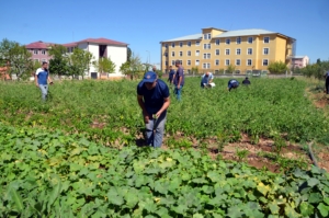 Muş'ta öğretmenler okul bahçesinde yetiştirdikleri sebzelerin hasadını yaptı