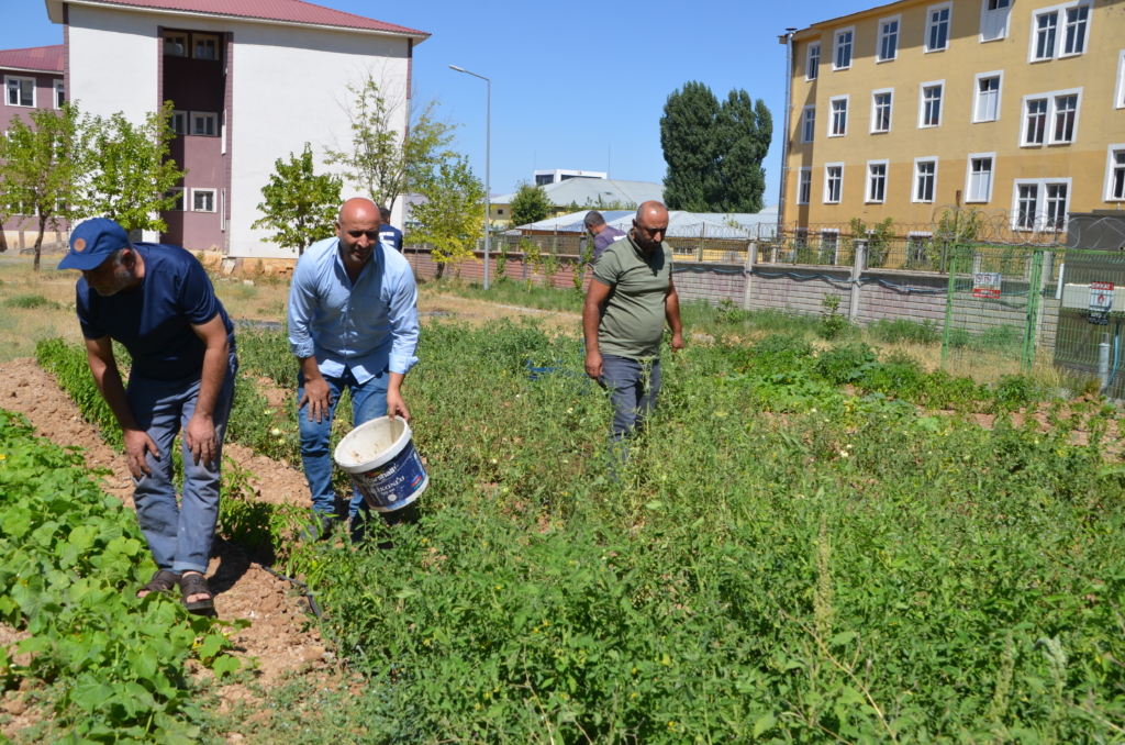 Muş'ta öğretmenler yetiştirdikleri sebzelerin hasadını yaptı - AA 20230817 31936703 31936697 MUSTA OGRETMENLER OKUL BAHCESINDE YETISTIRDIKLERI SEBZELERIN HASADINI YAPTI