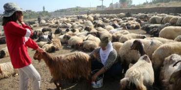 Bitlis'te küçükbaş hayvan sürüleri Nemrut Dağı eteklerinde - AA 20230821 31961676 31961667 BITLISTE KUCUKBAS HAYVAN SURULERI NEMRUT DAGI ETEKLERINDE BESLENIYOR