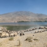 Adilcevaz’da küçükbaş hayvanların su ihtiyacını Aygır Gölü’nden karşılanıyor