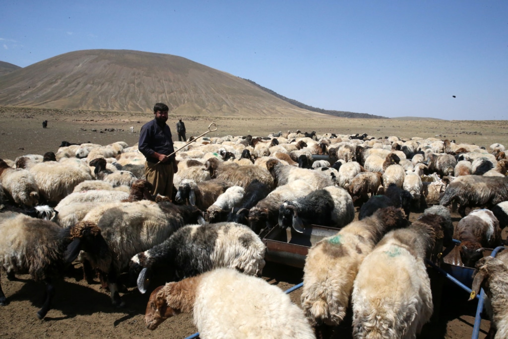 Jiyana koçeriyê li kontarê Çiyayê Nemrûdê - AA 20230830 32027852 32027839 BITLIS YAYLALARININ GOCERLERI