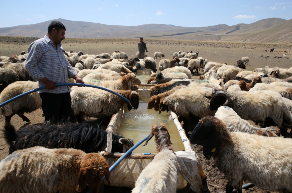 Jiyana koçeriyê li kontarê Çiyayê Nemrûdê - AA 20230830 32027852 32027840 BITLIS YAYLALARININ GOCERLERI