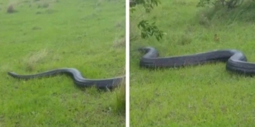 Van’da çekildiği iddia edilmişti: Dev piton yılan videosu gerçek mi? - dev piton yilani van