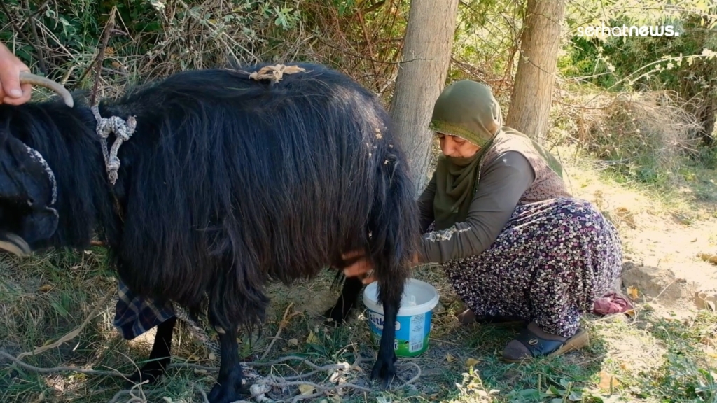 Edremit’te keçilerle bağ kuran çift: Her sabah keçilerimizi yıkıyoruz - keci besleyen cift 3