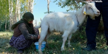 Edremit’te keçilerle bağ kuran çift: Her sabah keçilerimizi yıkıyoruz - keci besleyen cift 4