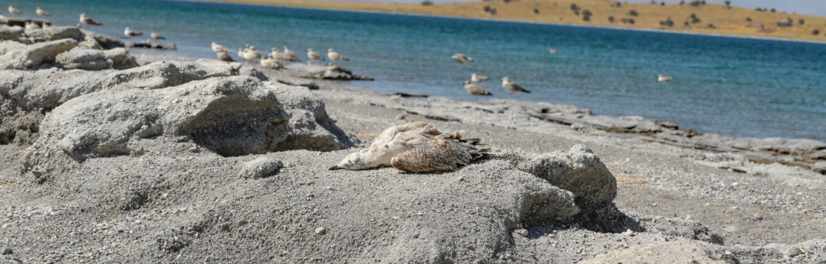 Seagull deaths increased in Van: What is the cause of the deaths? - marti olumleri 2