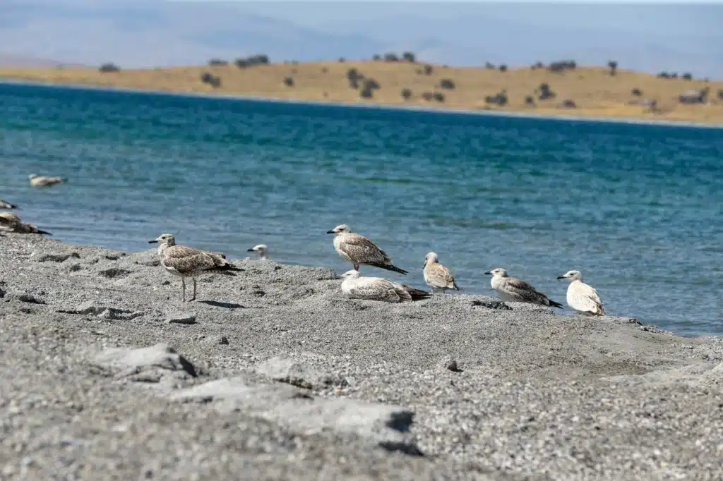 Seagull deaths increased in Van: What is the cause of the deaths? - marti olumleri 3 1024x682 1