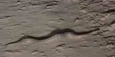 Hakkari’de ölümcül zehre sahip yılana rastlandı - zehirli yilan